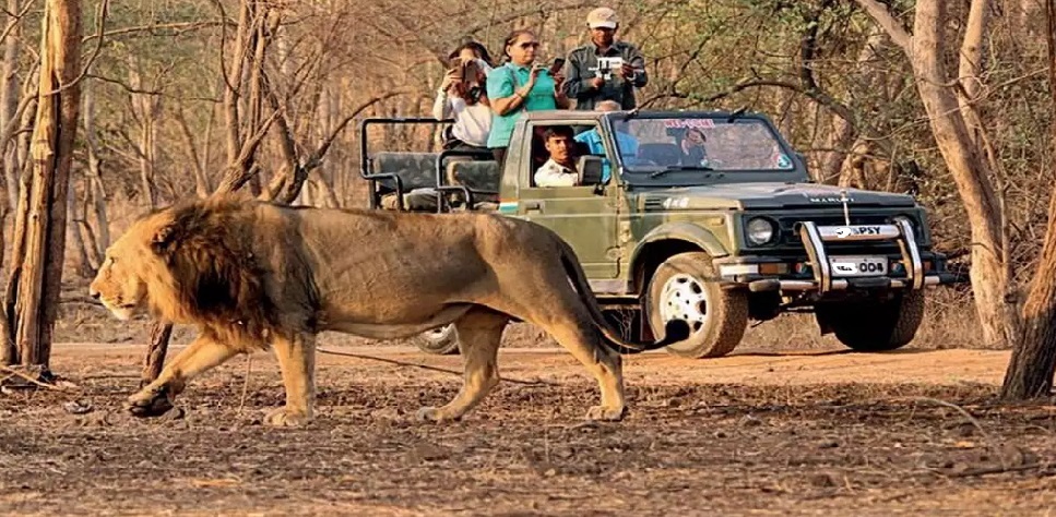 Safari booking